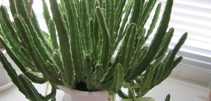 Stapelia: pravilna skrb kod kuće, lijepe cvjetne fotografije