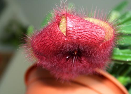 Stapelia: pravilna skrb kod kuće, lijepe cvjetne fotografije