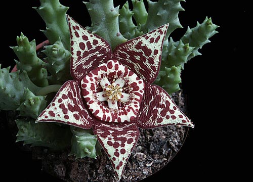 Stapelia: fotografija i skrb kod kuće