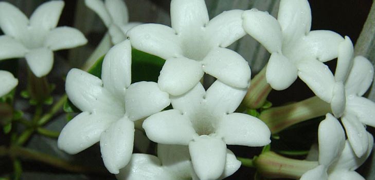 Stephanotis: njegu i fotografija