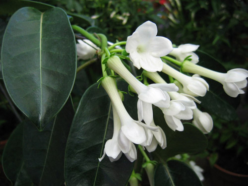 Kako se brinuti za Floribunda's stephanotis