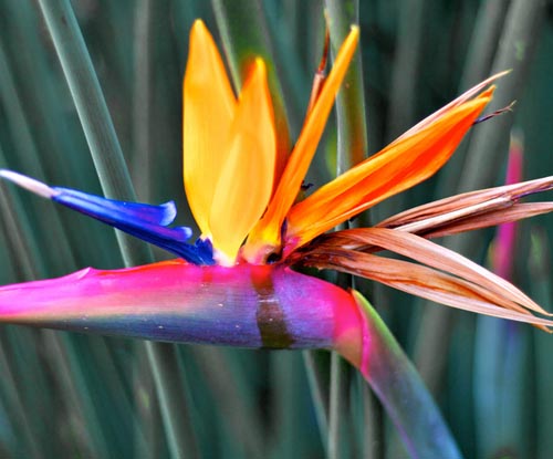 Strelitzia: fotografija i skrb kod kuće