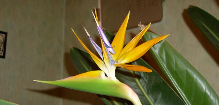 Strelitzia kraljevska: fotografija i pravilna briga kod kuće