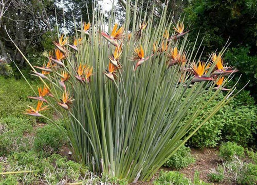 Strelitzia kraljevska: fotografija i pravilna briga kod kuće