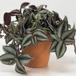 Tradescantia: opis i skrb Tradescantia: opis i skrb