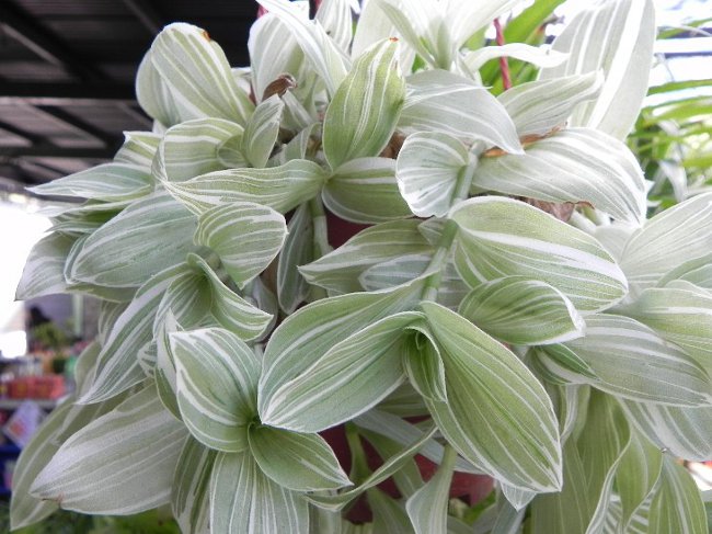 Tradescantia: opis i skrb