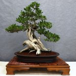 Briga za bonsai