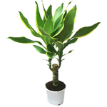 Briga za dracaenu Briga za dracaenu