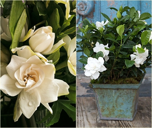 Briga za gardenia kod kuće, fotografija