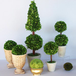 Njega za topiary Njega za topiary