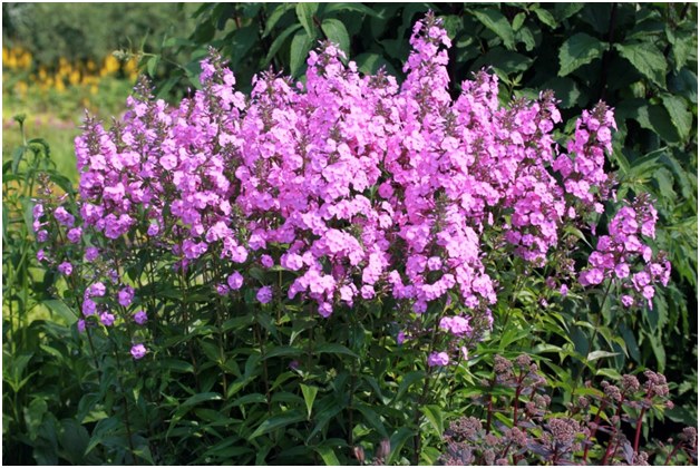 grmlje phlox