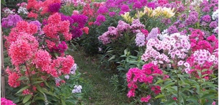 phlox u vrtu