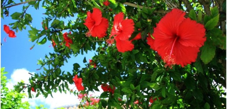 Hibiscus cvijeće