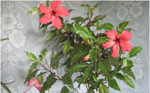 hibiskus u kući