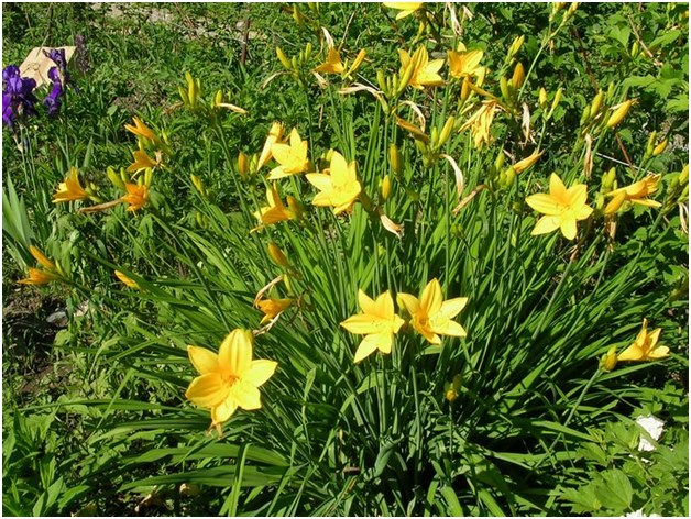 uzgajanje daylily