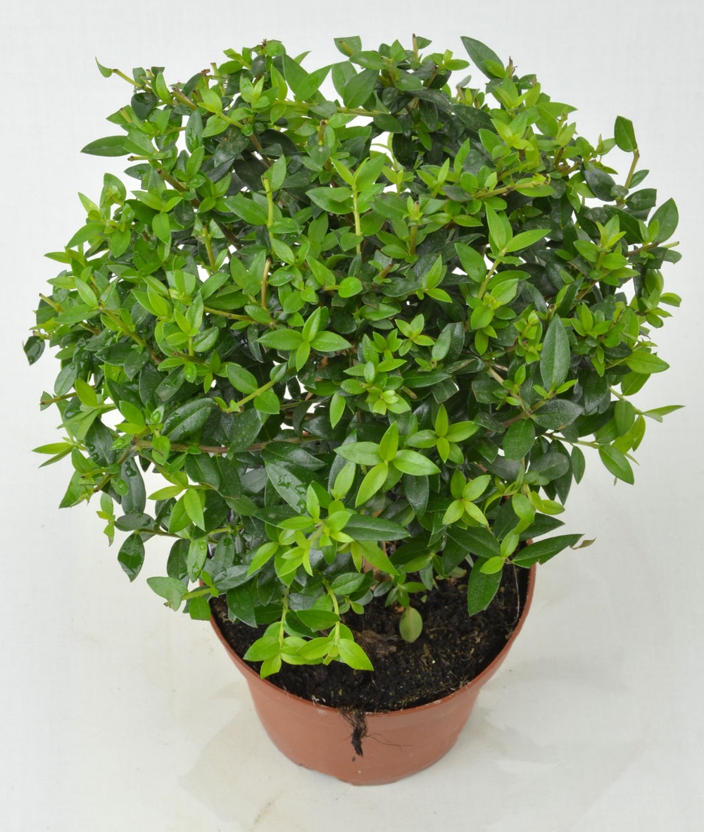odrasla mirta