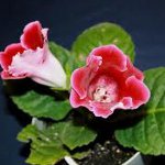 Uzgoj gloxina