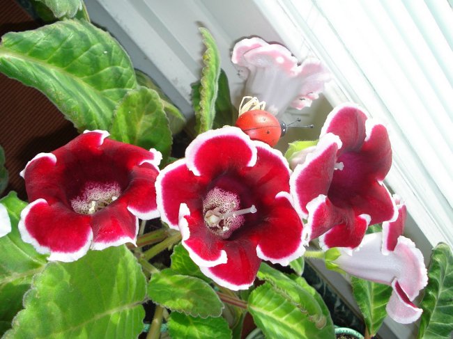 Uzgoj gloxina