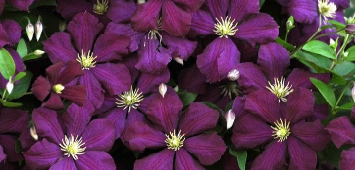 Clematis cvijeće