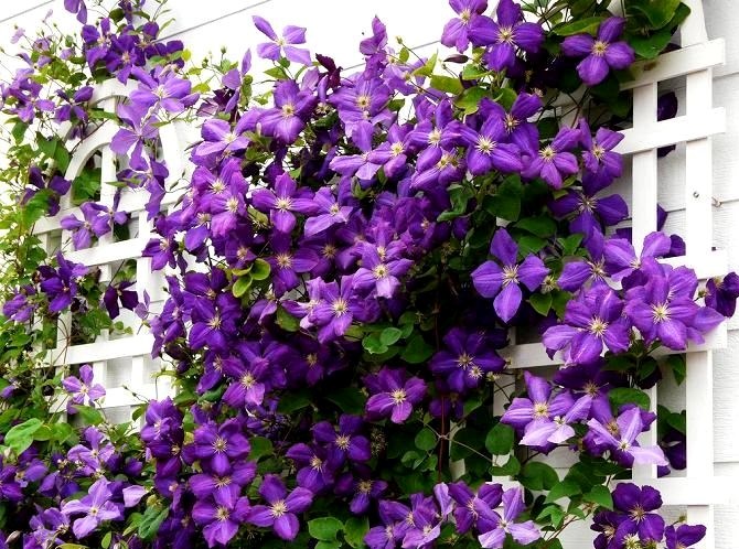 Clematis raste i brine