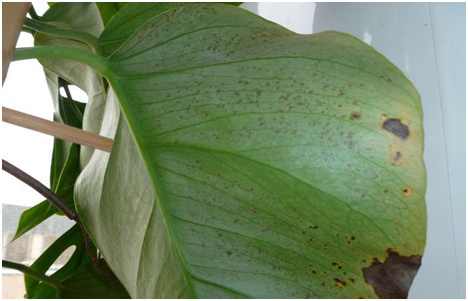 bolesna monstera