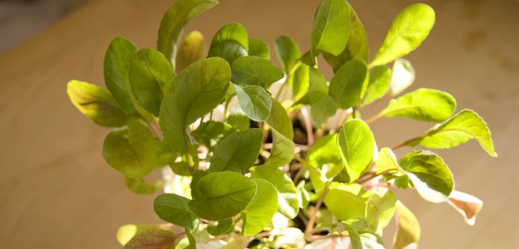 Uzgoj arugula u kućnim uvjetima
