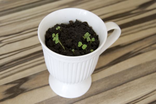 Uzgoj arugula u kućnim uvjetima