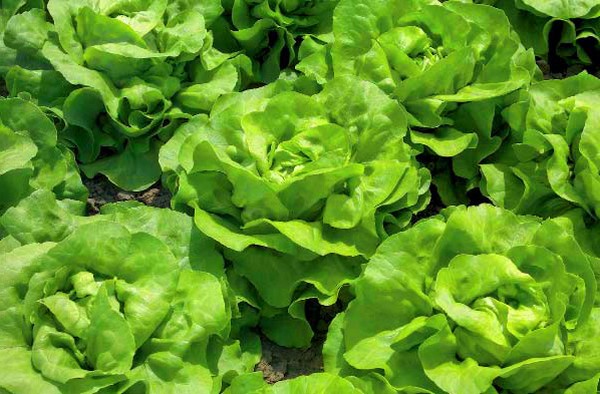 Uzgoj salate u teoriji i praksi, korisni savjeti i preporuke