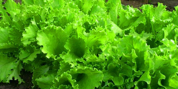 Uzgoj salate u teoriji i praksi, korisni savjeti i preporuke