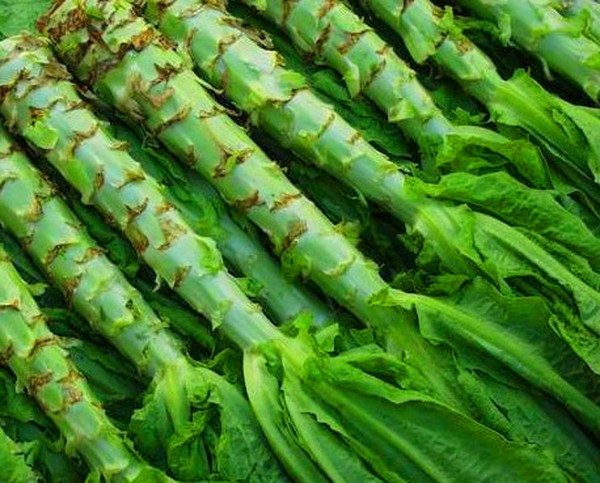 Uzgoj salate u teoriji i praksi, korisni savjeti i preporuke