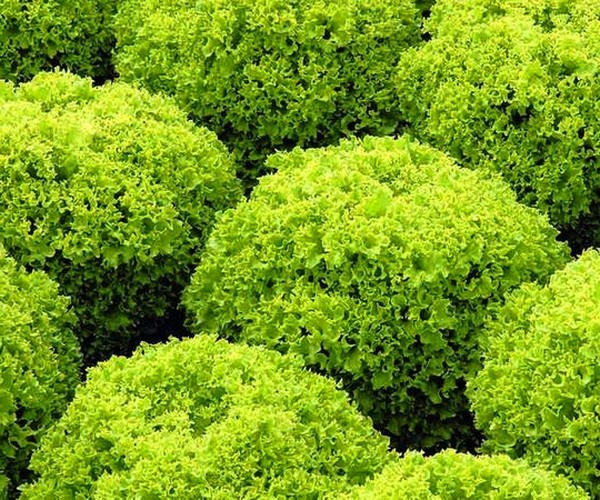 Uzgoj salate u teoriji i praksi, korisni savjeti i preporuke