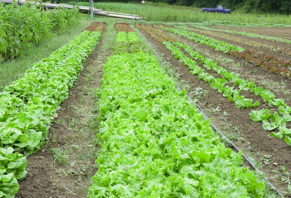 Uzgoj salate u teoriji i praksi, korisni savjeti i preporuke