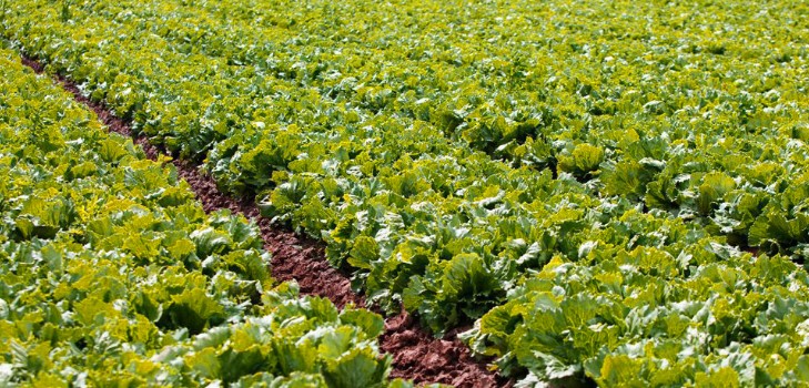 Uzgoj salate u teoriji i praksi, korisni savjeti i preporuke