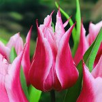 Uzgoj tulipana u vrtu Uzgoj tulipana u vrtu