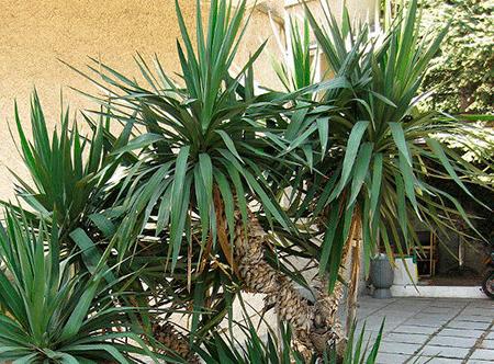 Yucca kod kuće: njegu i reprodukciju