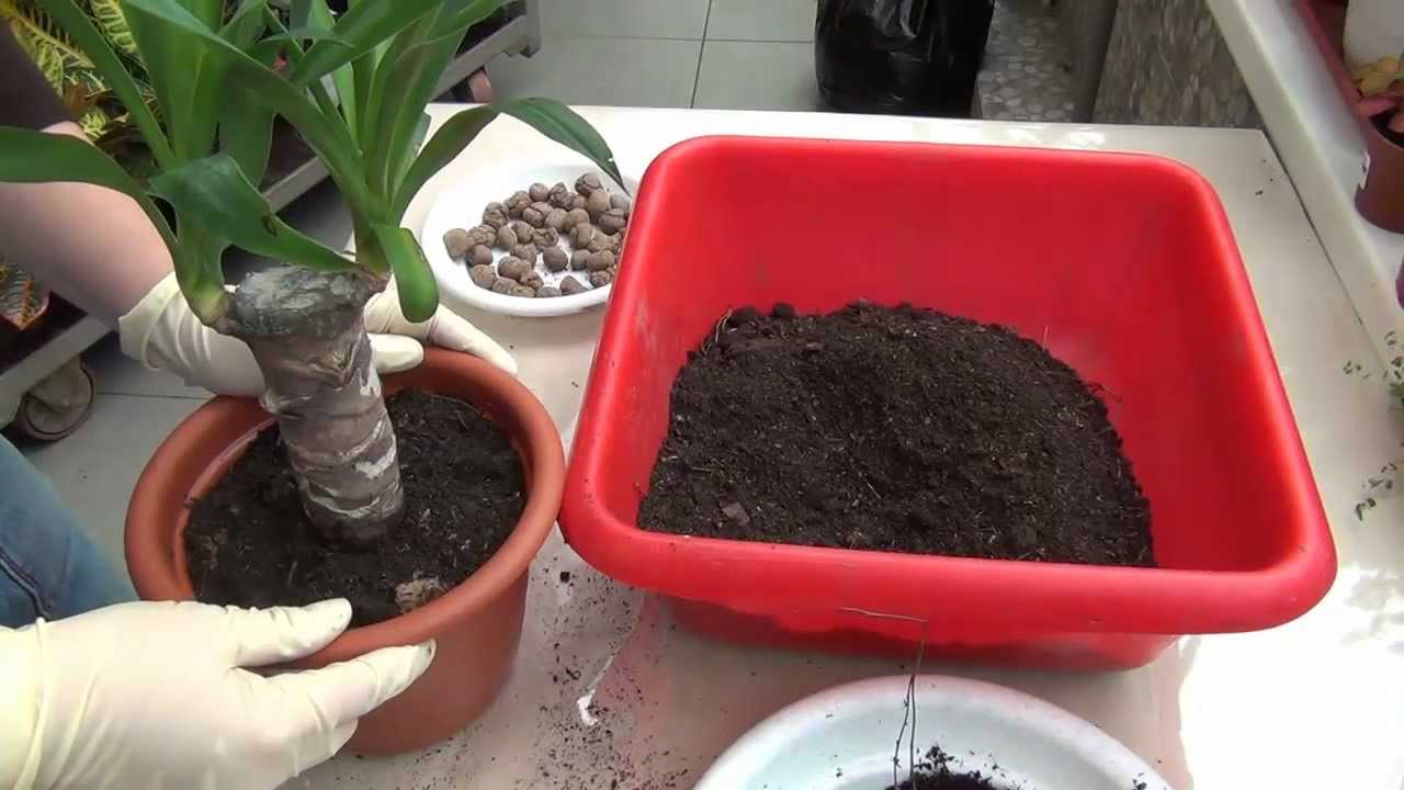 Yucca kod kuće: njegu i reprodukciju