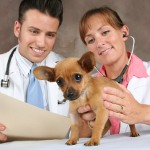 Zanimanje Veterinar