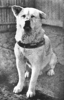 Pravi Hachiko Pravi Hachiko