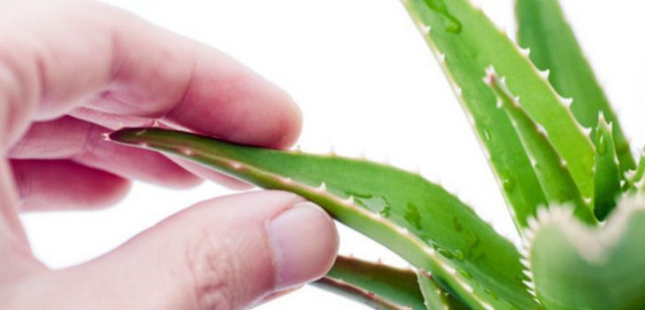 Razne maske za kućanstvo i kosu od aloe