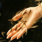 Itipiomasaža: pedikura s ribom Itipiomasaža: pedikura s ribom