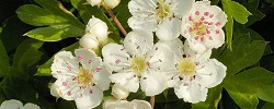 Sjeme glogovaca