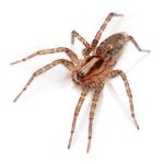 Strah od pauci: riješite se fobije