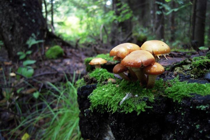 Abeceda gljiva: gljive su lažne i složene, fotografija
