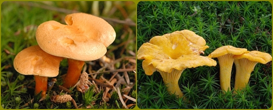 Abeceda gljiva: gljive su lažne i složene, fotografija