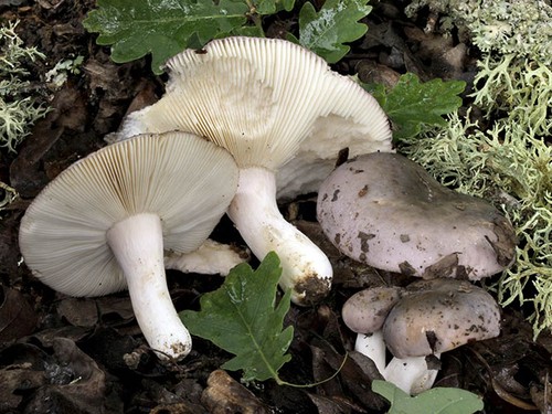 Gljive russula, njihove fotografije i opis. Kako kuhati jestivom russulom