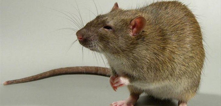 lukav rat