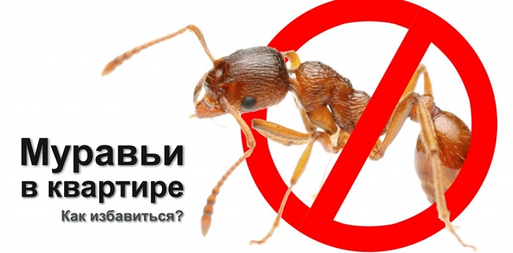 Kako se riješiti mrava?