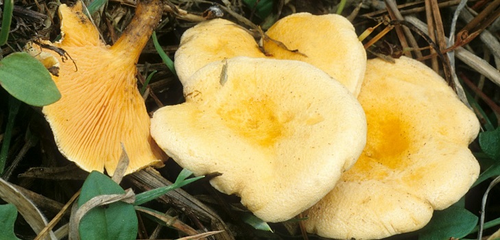 Lažna kantterela