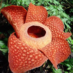 Neobična cvjetova - rafflesia