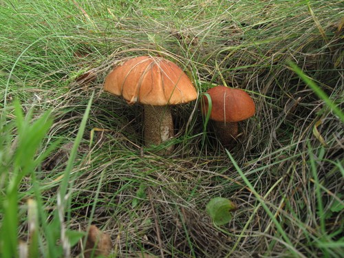 Jestive gljive, njihove fotografije i opis. Jestive gljive Crime i Moskve regije na slikama